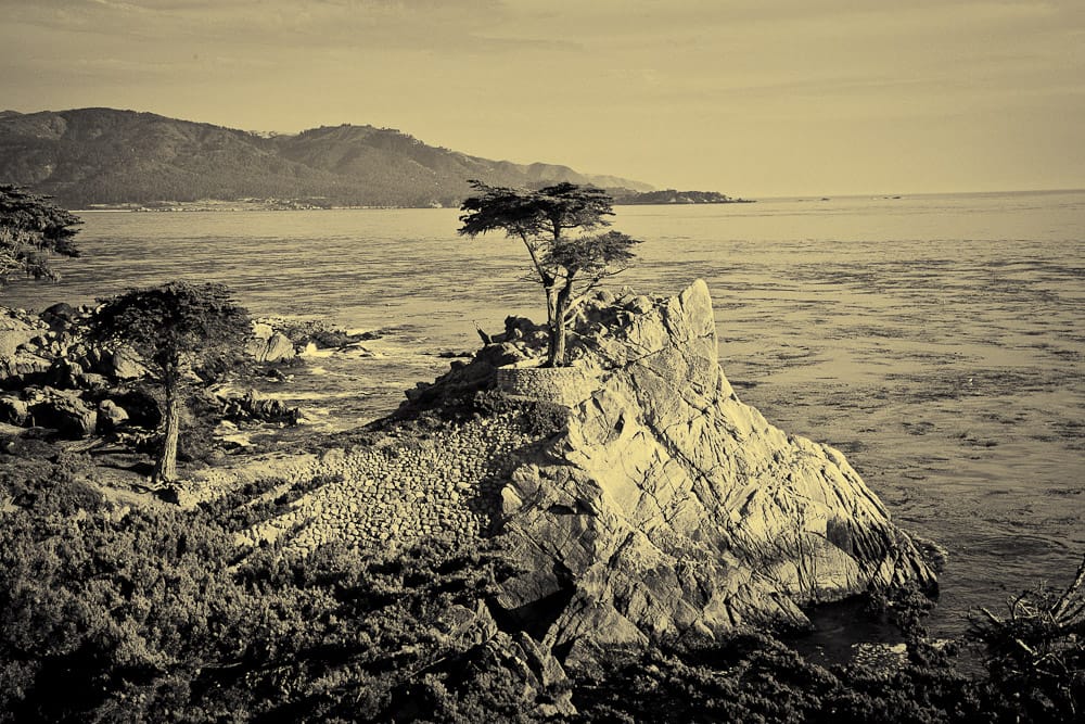 The Lone Cypress