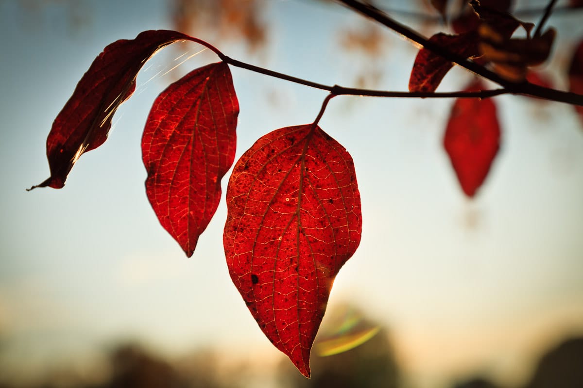 Photo Blog Resuscitation. Attempt One.